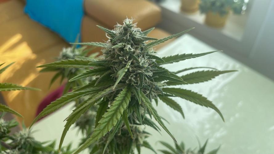 Sweet Afgani Delicious F1 - MicroGrow. Week 9