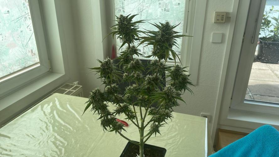 Sweet Afgani Delicious F1 - MicroGrow. Week 9