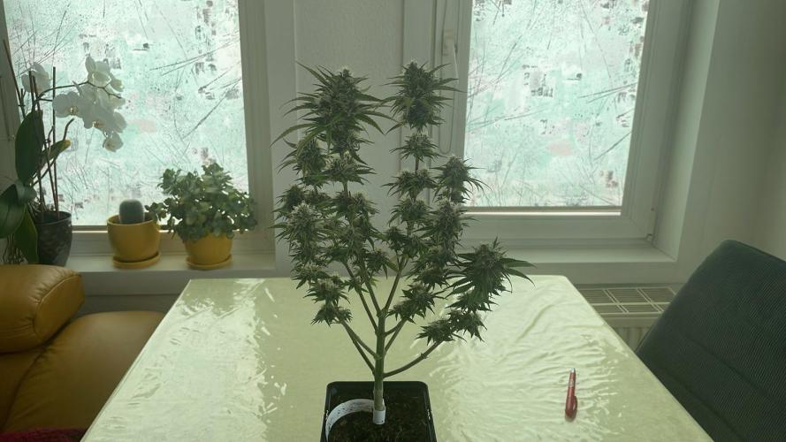 Sweet Afgani Delicious F1 - MicroGrow. Week 9
