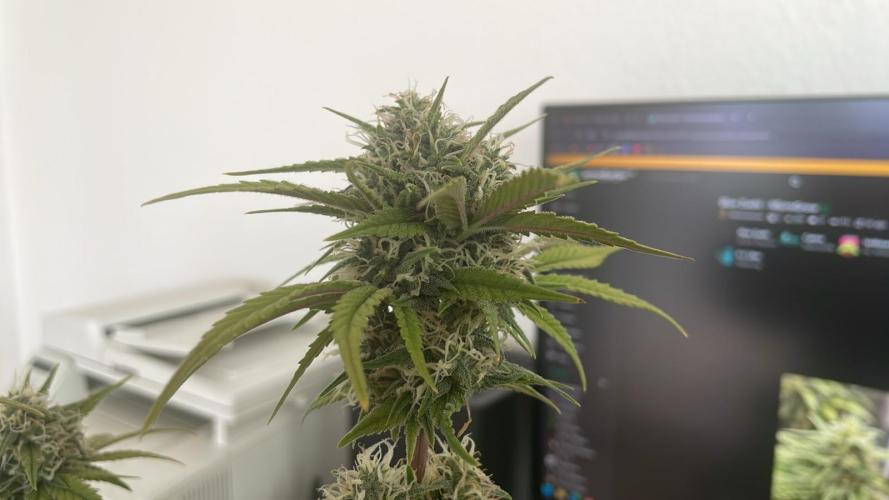 Sweet Afgani Delicious F1 - MicroGrow. Week 9