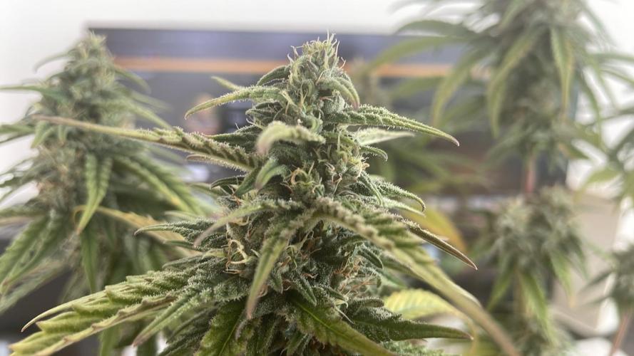 Blue Zushi - MicroGrow. Week 9