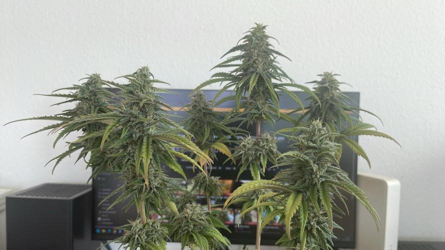 Blue Zushi - MicroGrow. Week 9