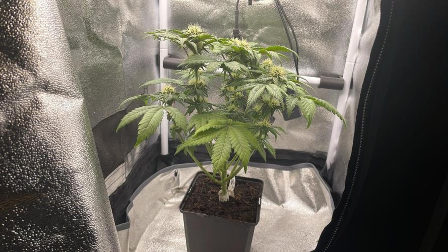 Frozen Biscotti - MicroGrow. Week 7