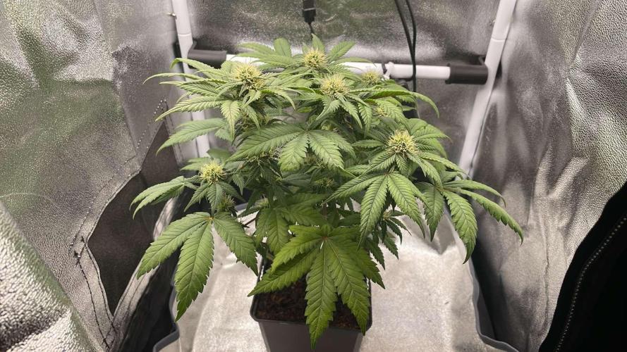Frozen Biscotti - MicroGrow. Week 7