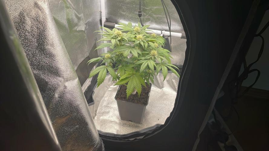 Frozen Biscotti - MicroGrow. Week 7
