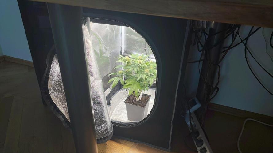 Frozen Biscotti - MicroGrow. Week 7