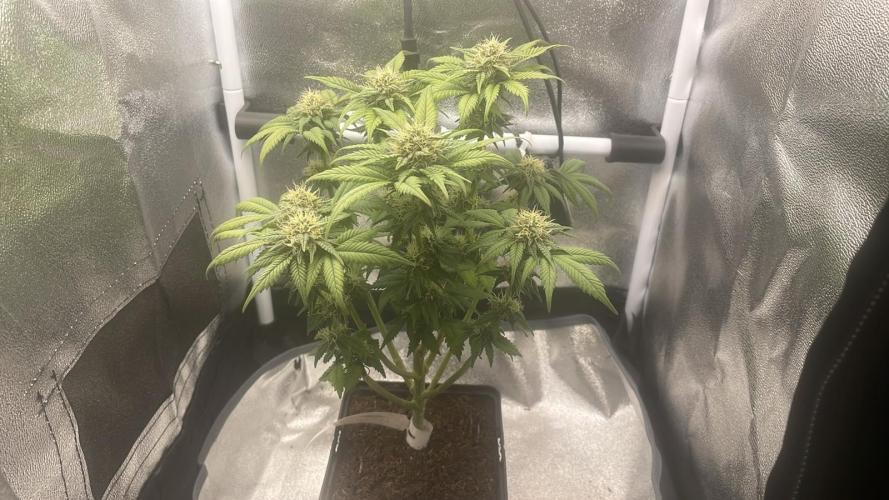 Frozen Biscotti - MicroGrow. Week 8