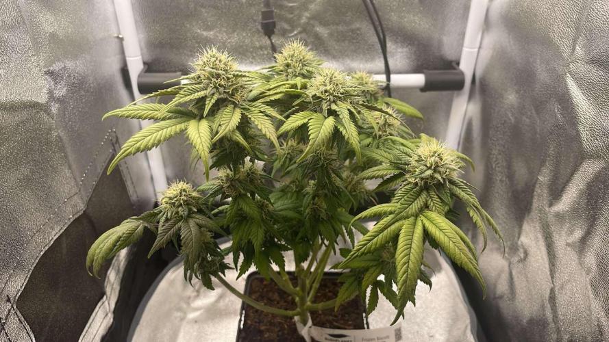 Frozen Biscotti - MicroGrow. Week 8 - 5 days later