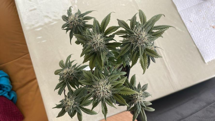 Frozen Biscotti - MicroGrow. Week 9
