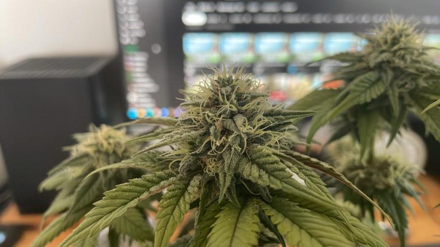 Frozen Biscotti - MicroGrow. Week 9
