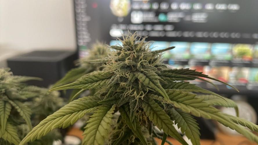 Frozen Biscotti - MicroGrow. Week 9