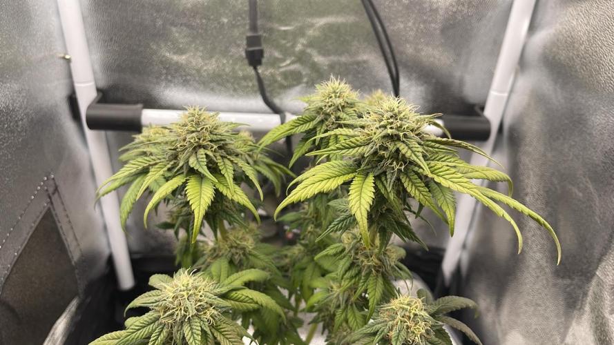 Frozen Biscotti - MicroGrow. Week 9