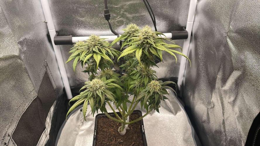 Frozen Biscotti - MicroGrow. Week 9