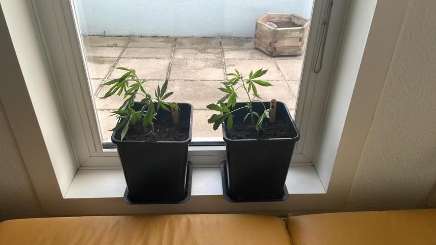 Terra Professional. Week 2