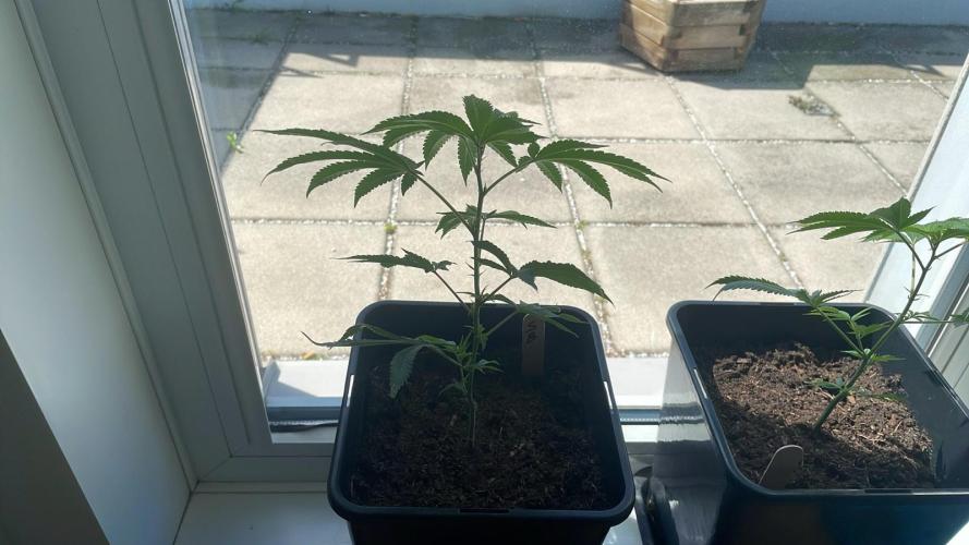 Super Boof. Week 3