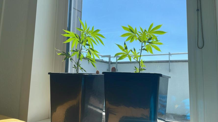 Hash Burger #LeaflyStrain25 - Outdoor 26. Week 3