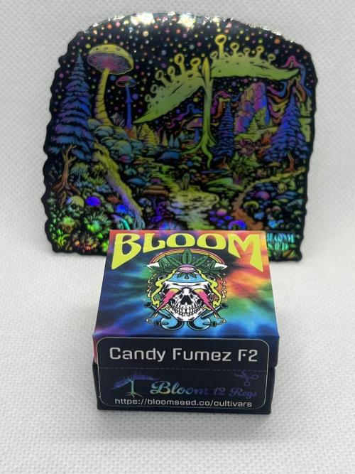 Candy Fumez. Week 1