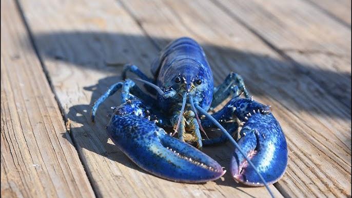 Lobzter. Week 1
