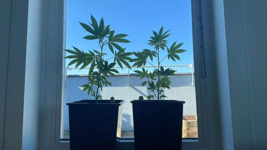 Super Boof. Week 4