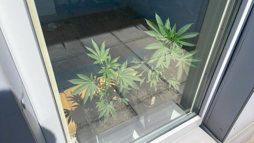 Hash Burger #LeaflyStrain25 - Outdoor 26. Week 4