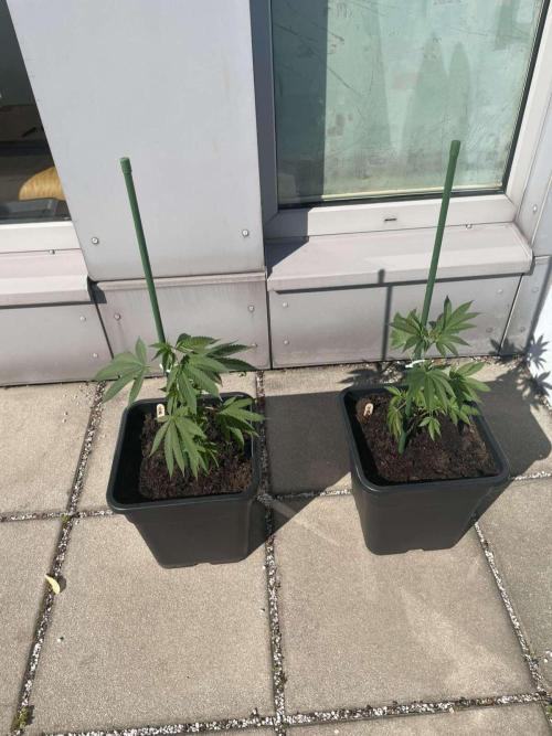 Super Boof. Week 4