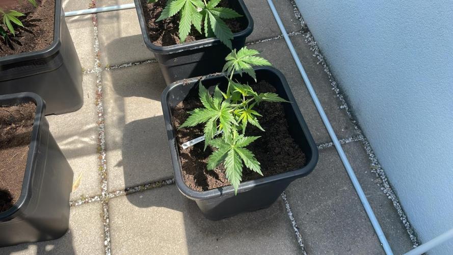 Cream Mandarine XL Auto - Outdoor 26. Week 3 - mandarine came today
