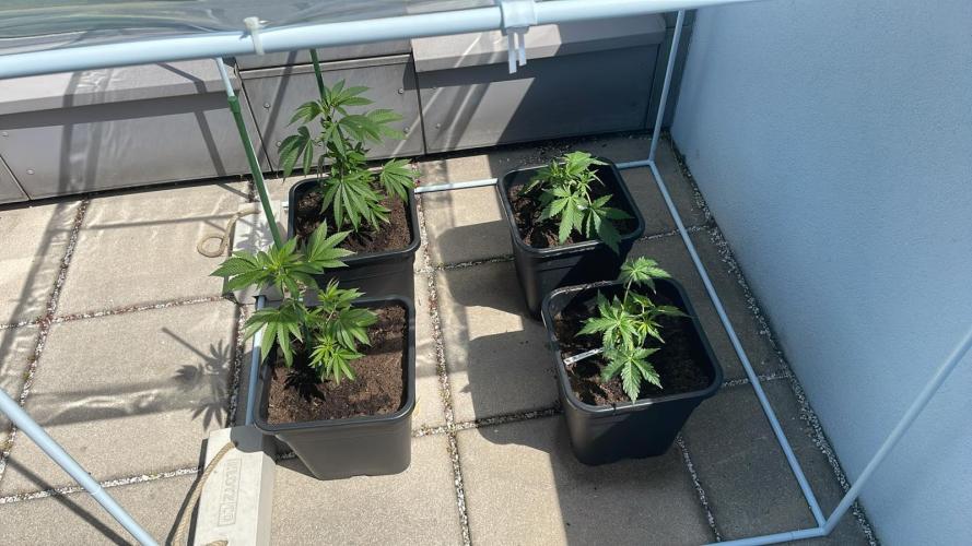 Cream Mandarine XL Auto - Outdoor 26. Week 3