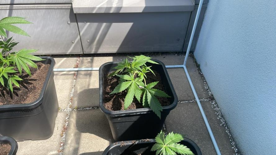 Permanent Marker XL Auto®. Week 3