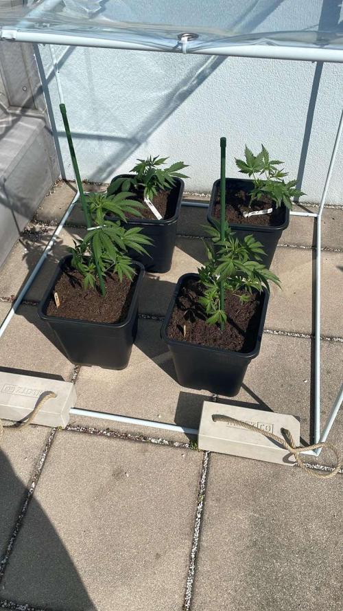 Cream Mandarine XL Auto®. Week 3