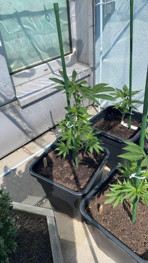 Super Boof. Week 5