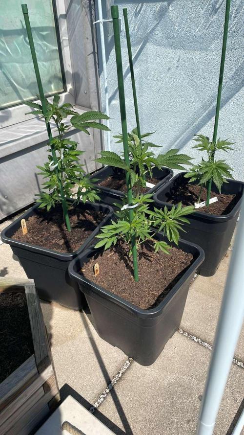 Hash Burger #LeaflyStrain25 - Outdoor 26. Week 5 - Hash Burger