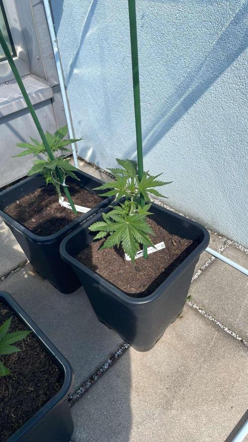 Cream Mandarine XL Auto - Outdoor 26. Week 4