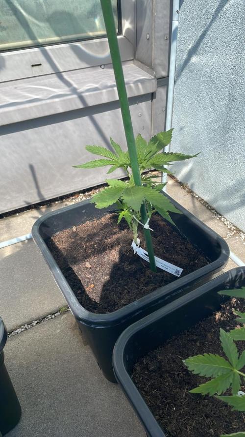 Permanent Marker XL Auto®. Week 4