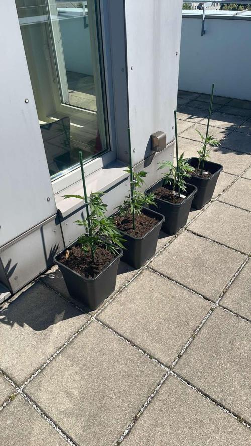 Cream Mandarine XL Auto - Outdoor 26. Week 5