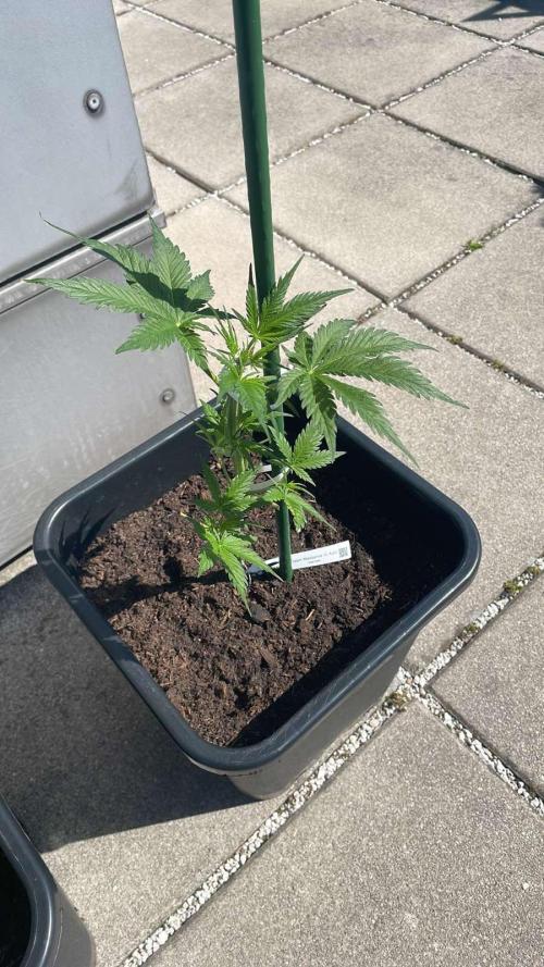 Cream Mandarine XL Auto - Outdoor 26. Week 5 - cream mandarine xl auto