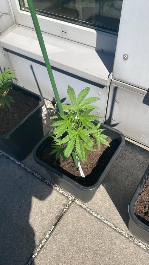 Permanent Marker XL Auto®. Week 5