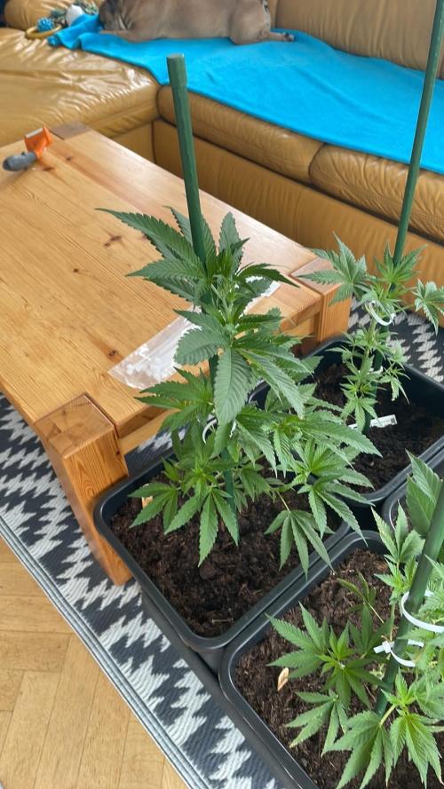 Super Boof #LeaflyStrain24 - Outdoor 26. Week 6