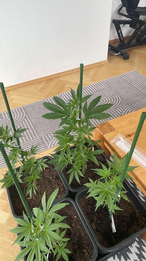 Super Boof #LeaflyStrain24 - Outdoor 26. Week 6