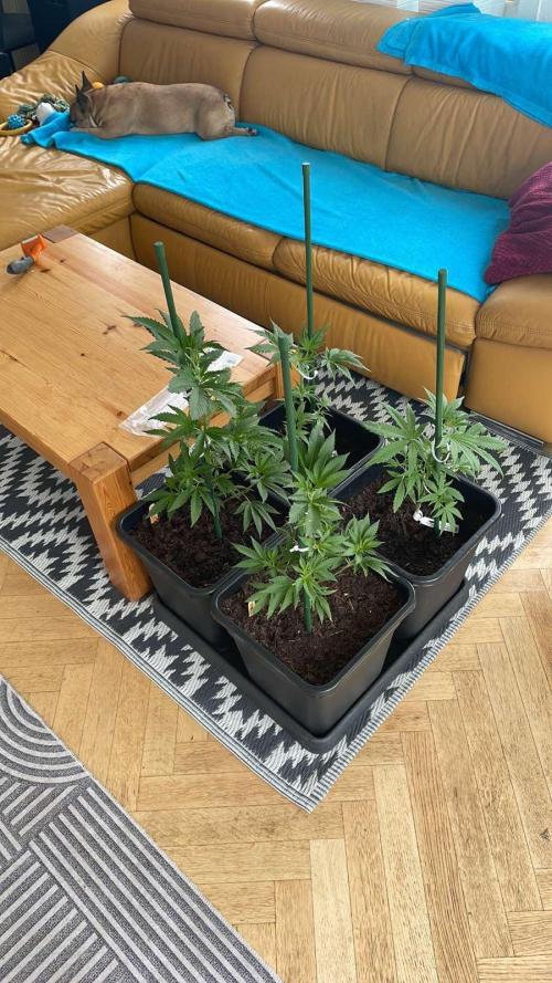Hash Burger #LeaflyStrain25 - Outdoor 26. Week 6