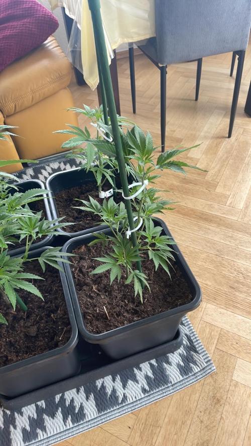 Hash Burger #LeaflyStrain25 - Outdoor 26. Week 6