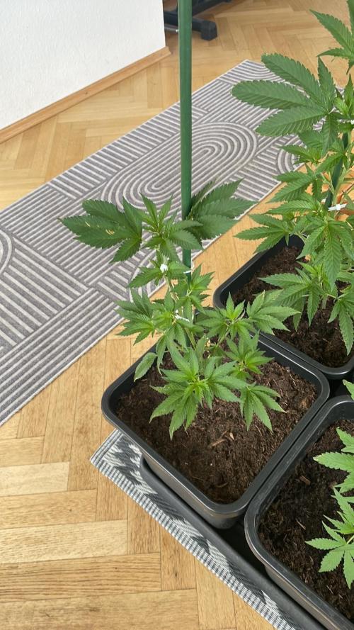 Hash Burger #LeaflyStrain25 - Outdoor 26. Week 6