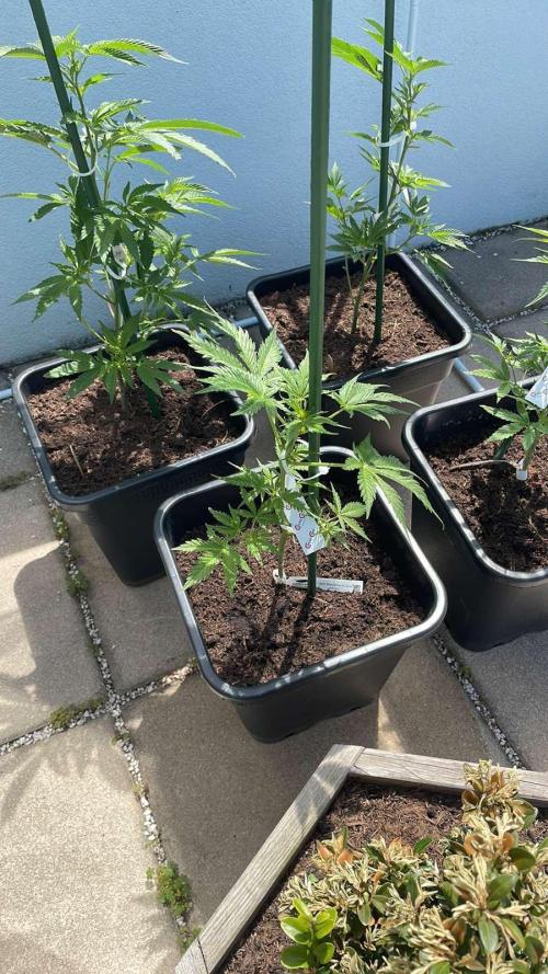 Cream Mandarine XL Auto - Outdoor 26. Week 6