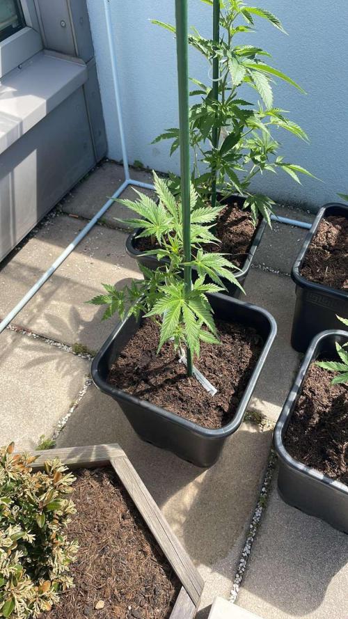 Cream Mandarine XL Auto - Outdoor 26. Week 6