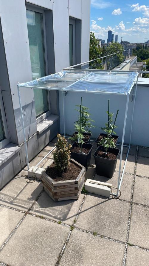 Cream Mandarine XL Auto - Outdoor 26. Week 6