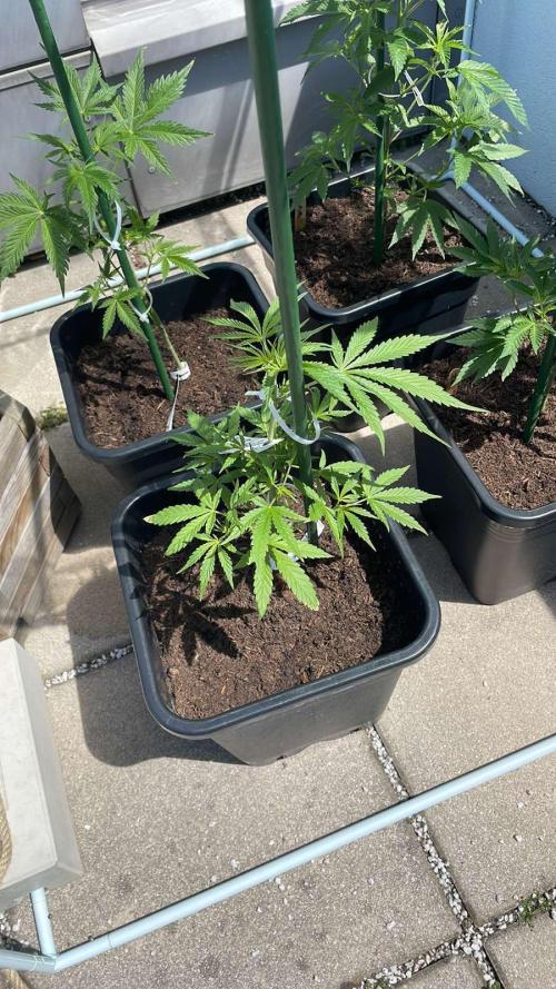 Permanent Marker XL Auto - Outdoor 26. Week 6