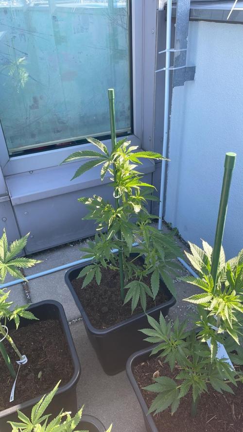 Super Boof #LeaflyStrain24 - Outdoor 26. Week 7