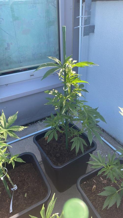 Super Boof #LeaflyStrain24 - Outdoor 26. Week 7