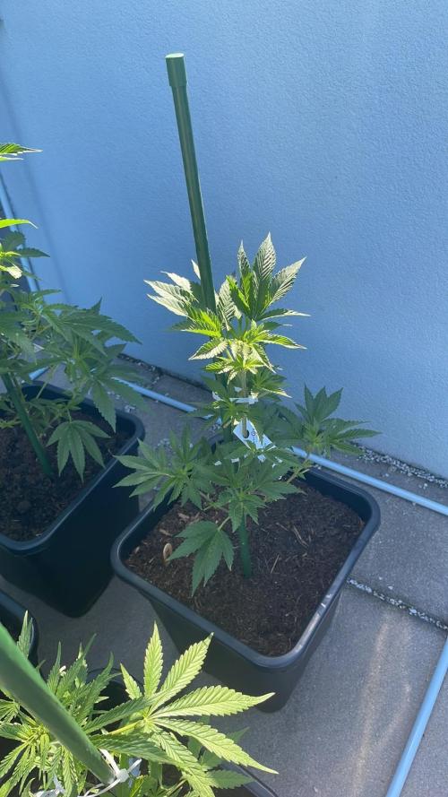 Hash Burger #LeaflyStrain25 - Outdoor 26. Week 7