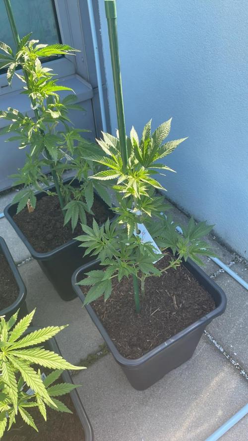 Hash Burger #LeaflyStrain25 - Outdoor 26. Week 7