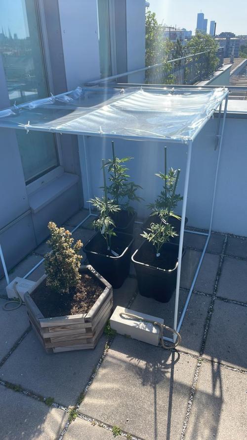 Hash Burger #LeaflyStrain25 - Outdoor 26. Week 7
